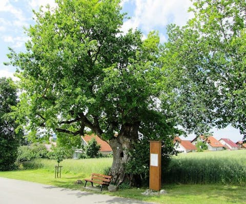 Ahlener Eiche