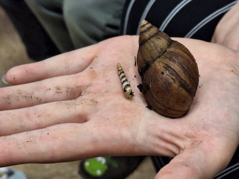 Achatschnecke