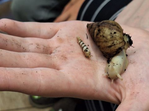 Achatschnecke 2