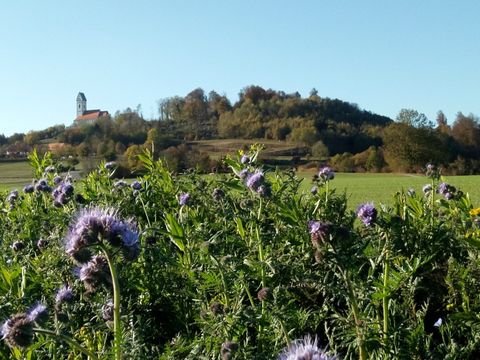Blick auf den Bussen